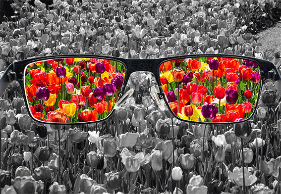 A black and white photo of a field of flowers with eye glasses in the center and the glasses frame show the view of coloured flowers through the two lenses.